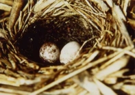 クロジの巣に産み込まれたカッコウ卵