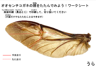 オオセンチコガネの翅ワークシート