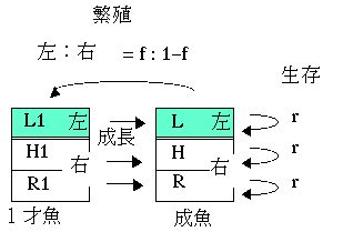 右利きと左利きの比較